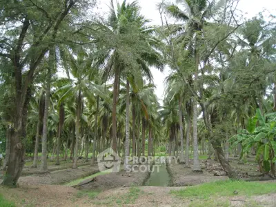 Lush tropical coconut grove with serene water canal, perfect for agricultural investment or eco-friendly development.