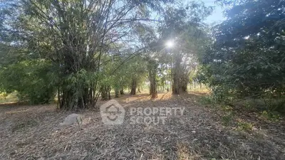 Serene wooded area with sunlight filtering through trees, ideal for nature lovers seeking tranquility.