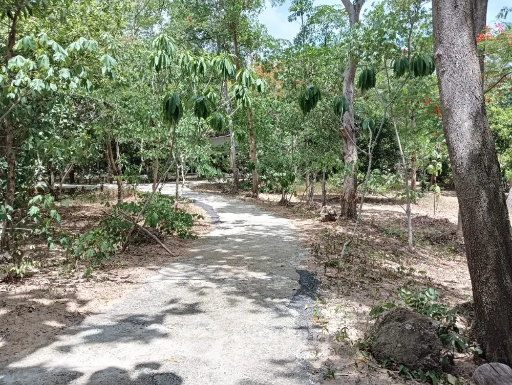 Serene garden pathway surrounded by lush greenery and trees, perfect for nature lovers.