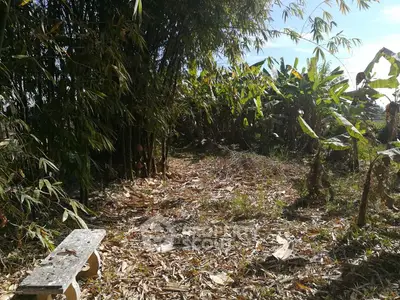 Lush garden area with bamboo and banana plants, perfect for nature lovers.