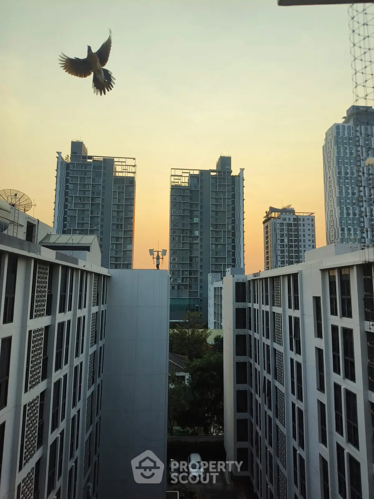 Stunning urban view from a high-rise building with a bird in flight at sunset.