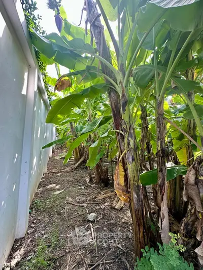Lush garden area with banana trees beside a white wall, perfect for nature lovers seeking a serene outdoor space.