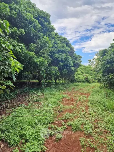 Lush green landscape with a dirt path surrounded by dense trees under a blue sky.