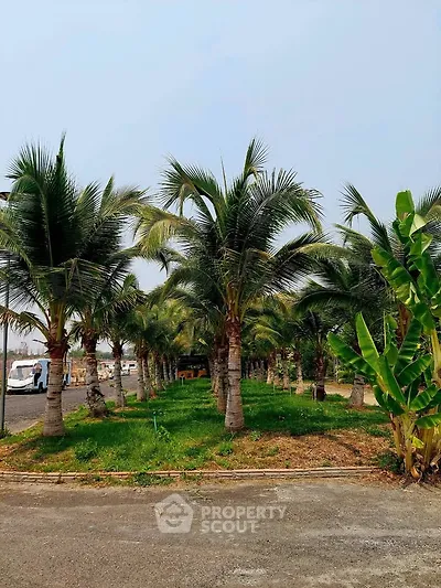Lush tropical garden with palm trees in a serene real estate setting.