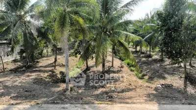 Lush tropical land with palm trees, ideal for development or agriculture.