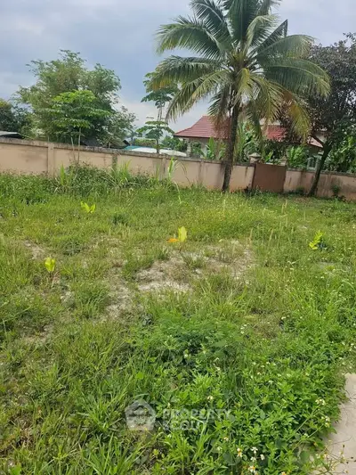 Lush green garden space with tropical palm tree and boundary wall, perfect for landscaping.