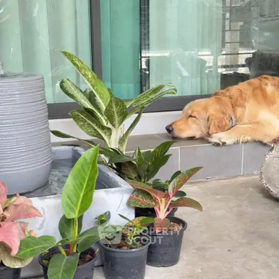 image_rental-26876716