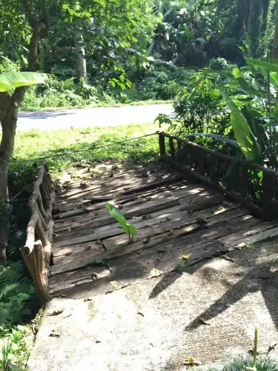 Charming rustic wooden bridge in lush green garden setting