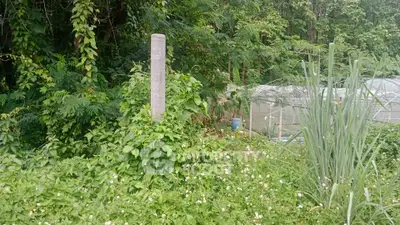 Lush green garden area with dense foliage and a greenhouse, perfect for nature lovers.