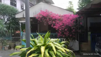 Charming residential exterior with vibrant pink bougainvillea and lush greenery.