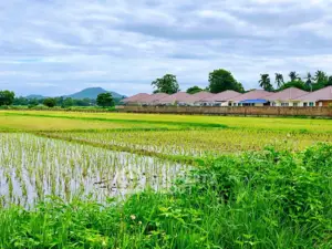 2805cc6b513456ed1ea7504eab46008a-Photoroom (1) (2).png