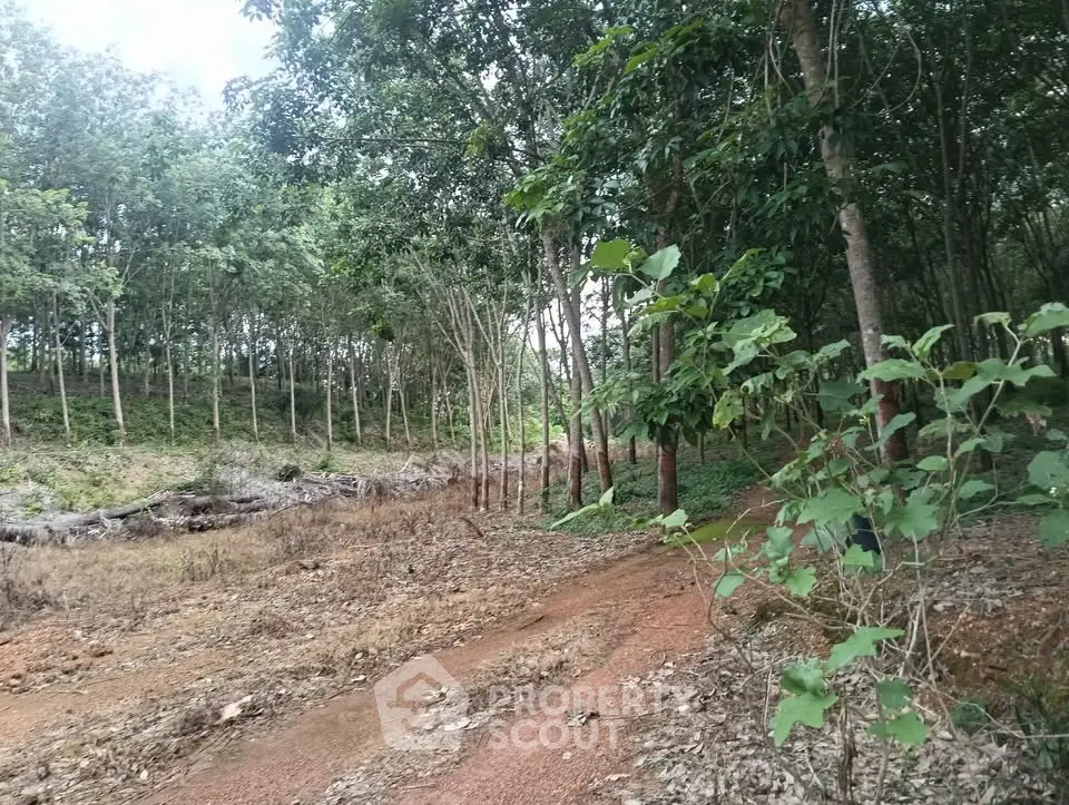 Expansive land plot with lush greenery and mature trees, ideal for development or agriculture.