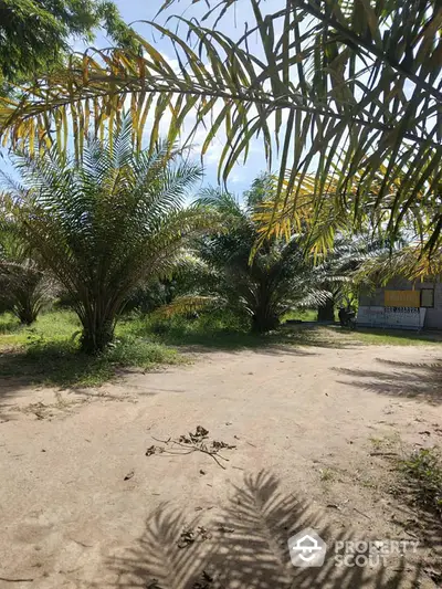 Spacious garden area with lush palm trees and clear sky