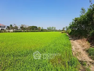 Expansive green field under clear blue sky, perfect for agricultural investment.