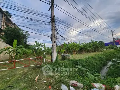 Lush green land with banana trees and power lines, ideal for development opportunities.