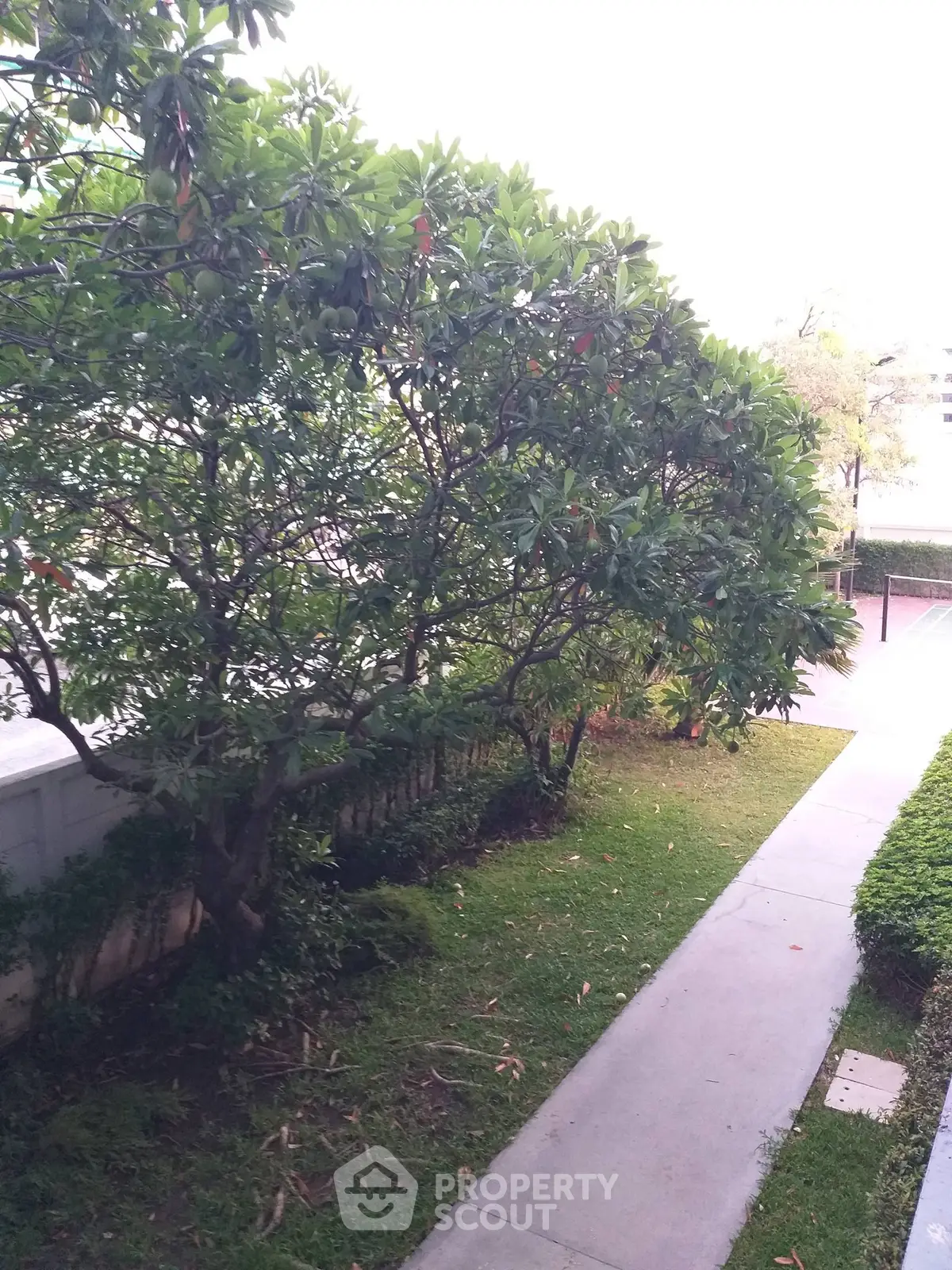 Charming garden pathway with lush greenery and mature trees in a serene residential setting.