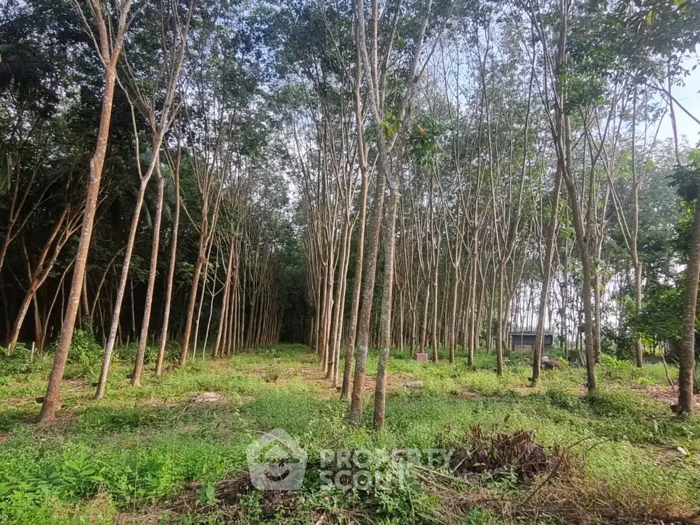 Expansive rubber tree plantation offering serene natural surroundings and investment potential.