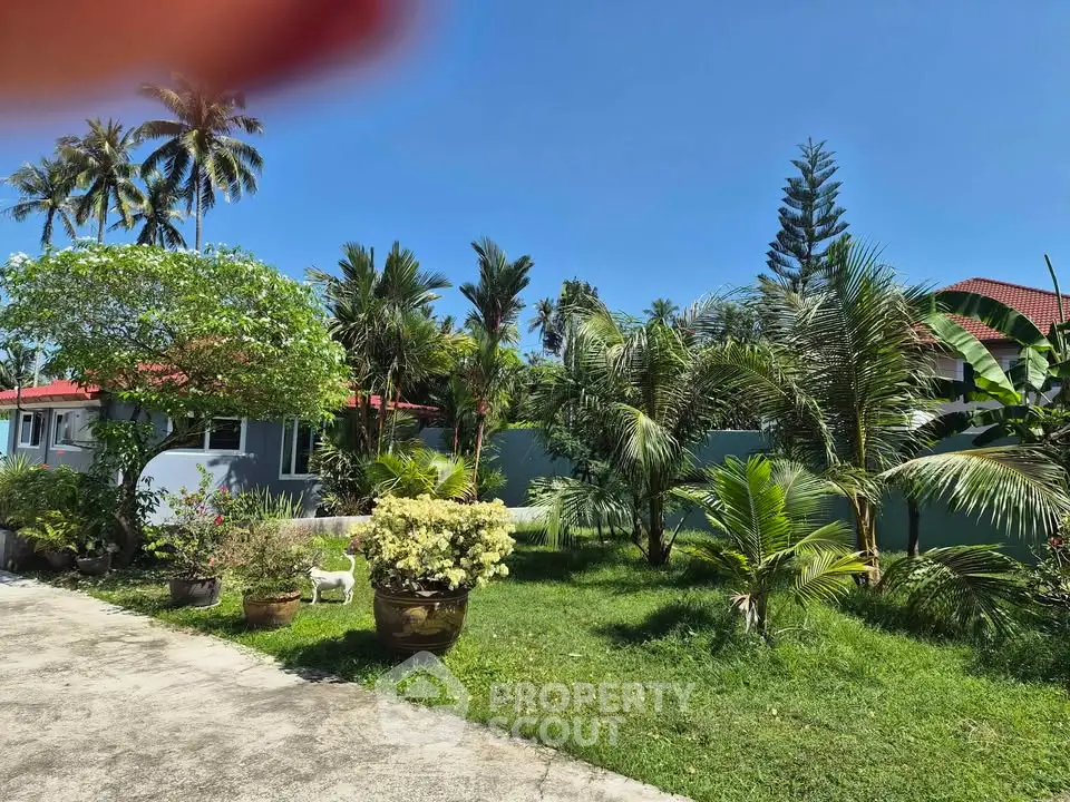 Lush garden with tropical plants and trees in a residential property under clear blue sky.