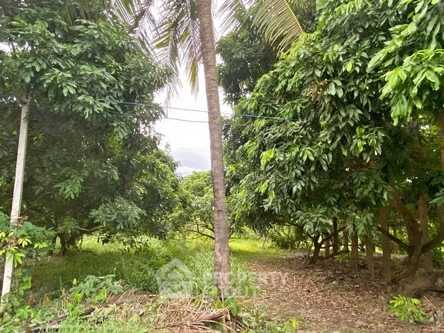 Lush green garden with tropical trees and serene pathway, perfect for nature lovers.