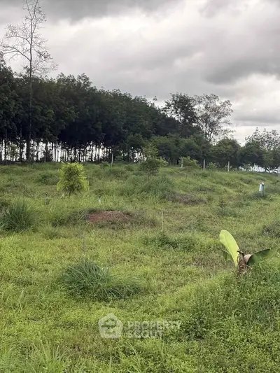 Expansive green land with lush vegetation and trees, perfect for development or agriculture.