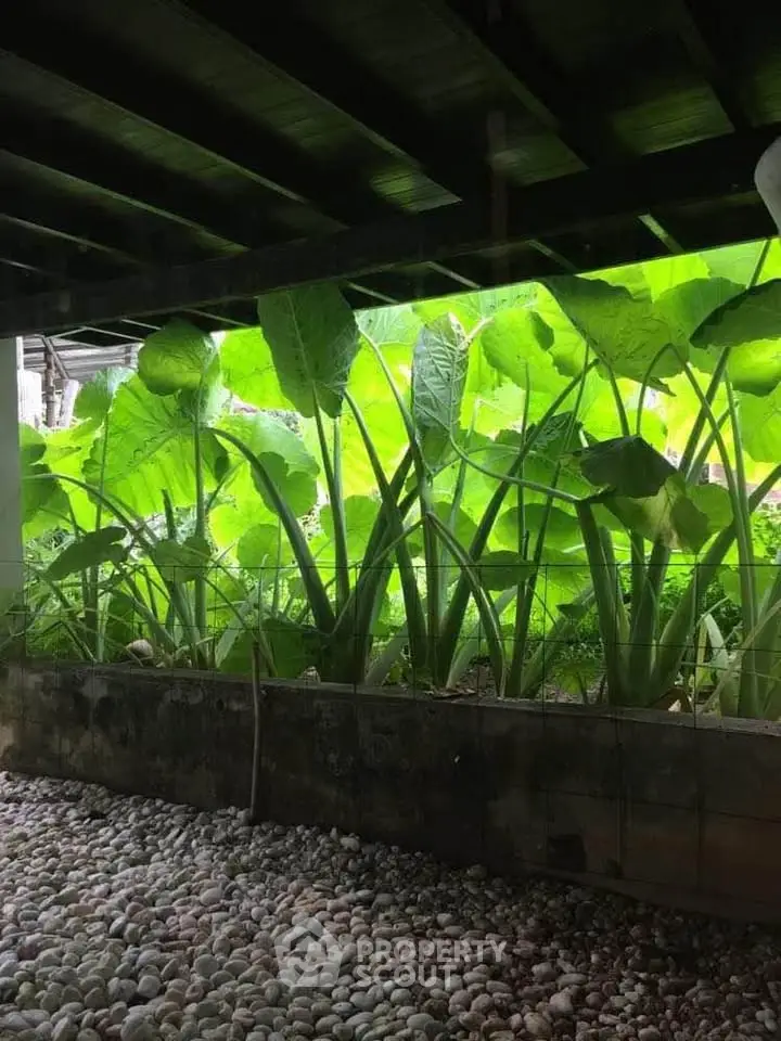Lush garden view with vibrant green foliage and pebble pathway under a wooden pergola.