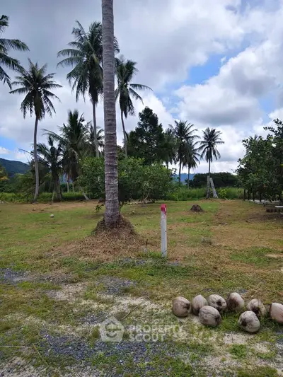 Scenic tropical land with coconut trees and lush greenery, perfect for development or investment.