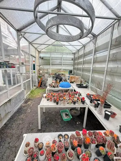 Charming greenhouse interior with vibrant cacti collection and modern lighting, perfect for plant enthusiasts.