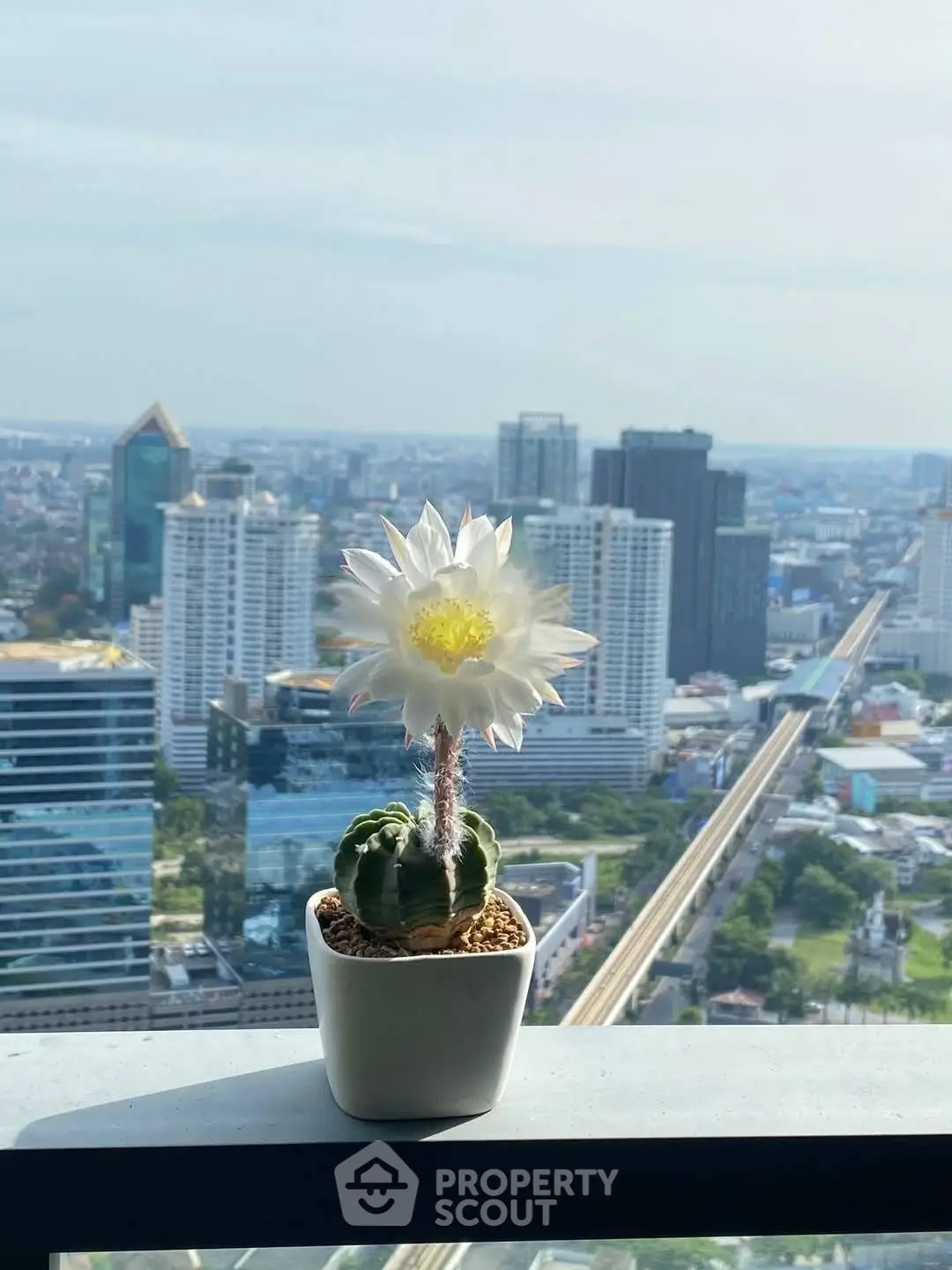 Stunning cityscape view from high-rise balcony with blooming cactus centerpiece.