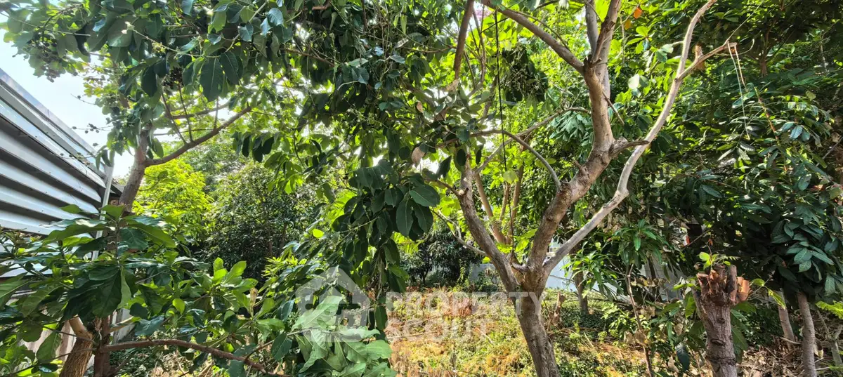 Lush garden area with vibrant greenery and mature trees, perfect for nature lovers seeking tranquility.