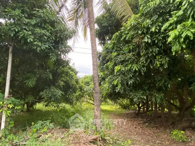 Lush green garden with tropical trees and serene pathway