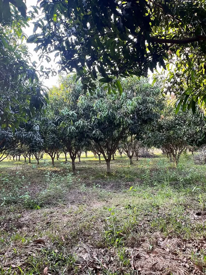 Lush green orchard with rows of fruit trees, perfect for agricultural investment.