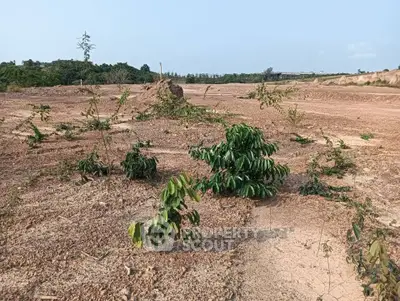 Expansive land plot with young plants, ideal for development or agriculture, offering potential for future growth.