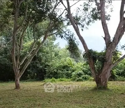 Lush green garden with tall trees offering serene outdoor space