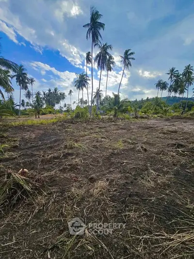 Expansive tropical land with palm trees under a vibrant blue sky, ideal for development or investment.