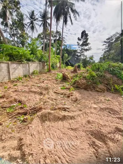 Vacant land with lush greenery and palm trees, ideal for development in a serene tropical setting.
