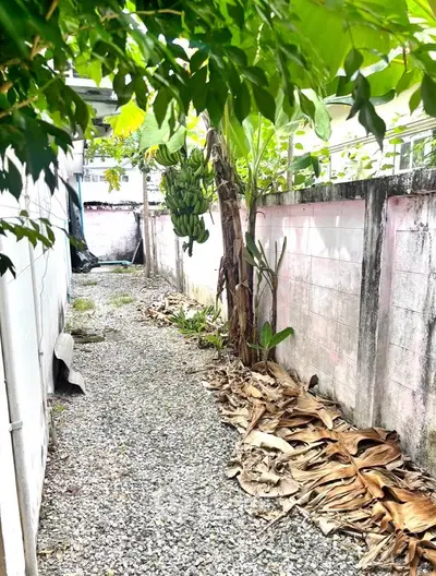 Charming garden pathway with lush greenery and rustic stone path, perfect for serene outdoor living.