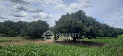 image_rental-31288295