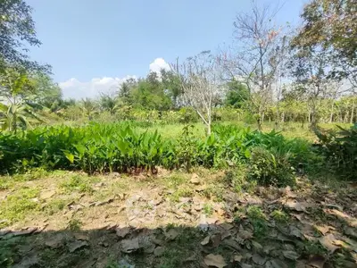 Lush green garden with tropical plants and trees under a clear blue sky.