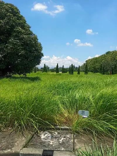 Expansive green land with lush grass and trees under a clear blue sky, ideal for development.