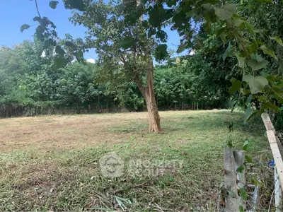 Spacious green plot with lush trees, perfect for building your dream home or investment property.