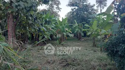 Lush green garden with banana trees, perfect for serene outdoor living.