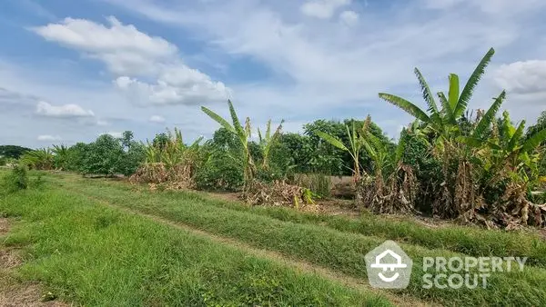 Expansive agricultural land with lush banana plantation, offering fertile soil and ample space for farming ventures under a clear blue sky.