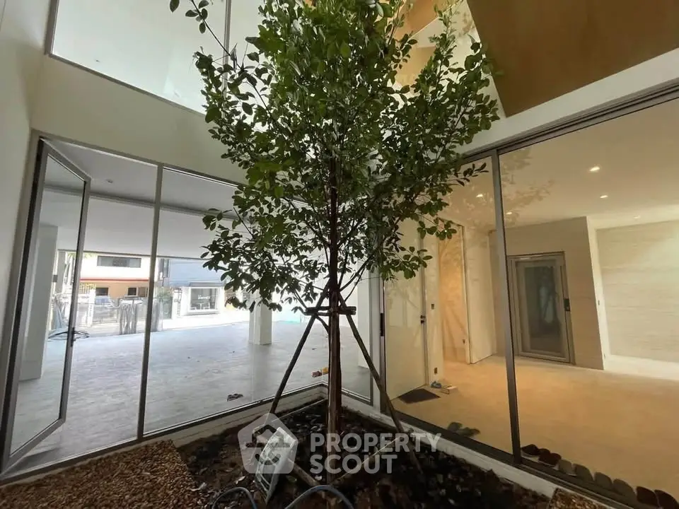 Modern interior courtyard with tree and glass doors in luxury home