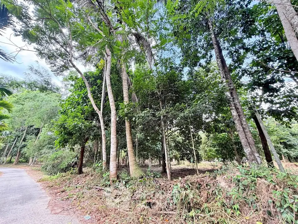 Lush green plot of land with tall trees, perfect for building a dream home or investment property.
