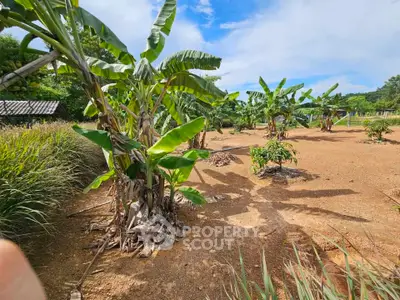 Lush banana plantation under a clear blue sky, perfect for agricultural investment.