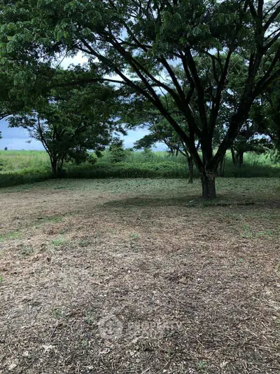 Spacious land plot with lush trees and open space, ideal for development or agriculture.
