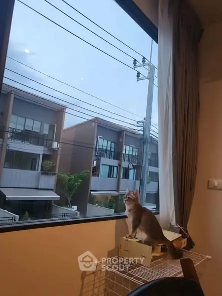 Charming residential view from a cozy interior with a cat gazing outside.
