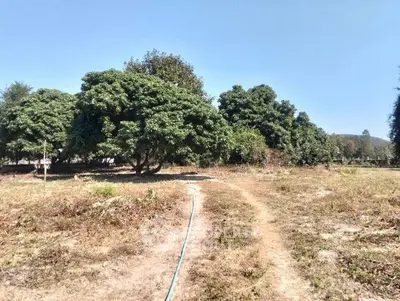 Expansive land with lush trees perfect for development or agriculture.