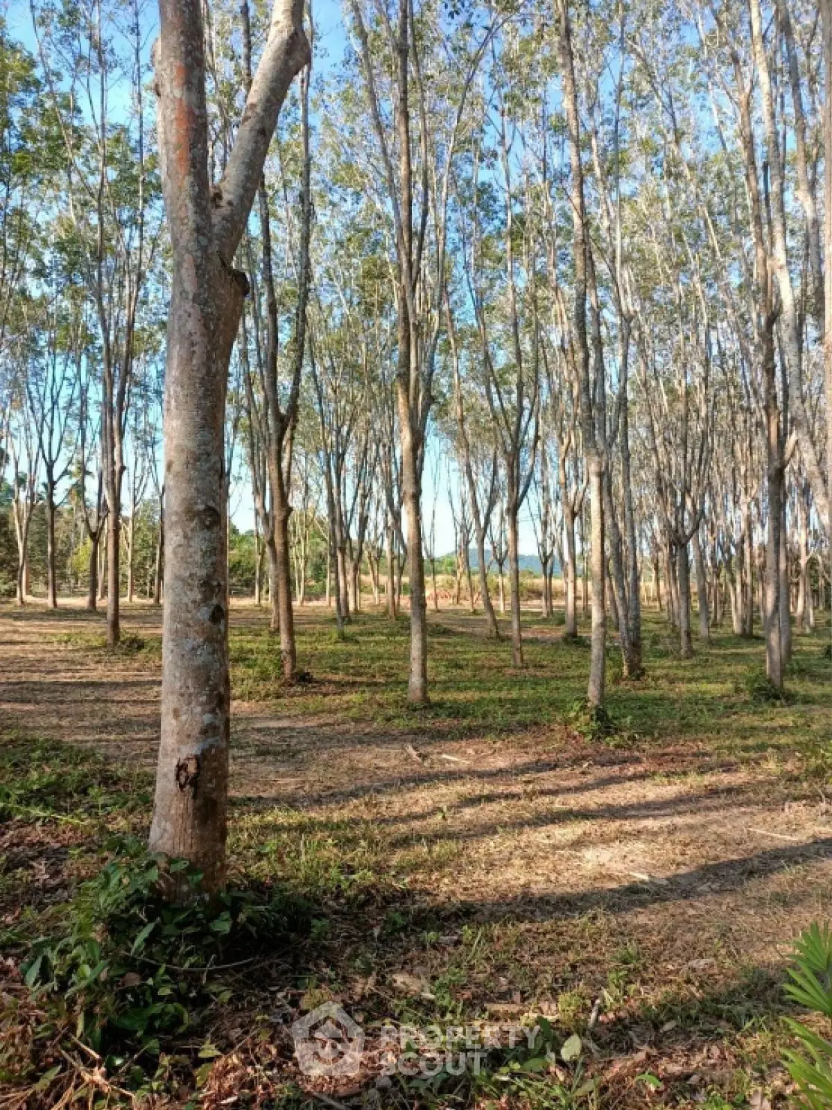 Scenic view of a serene forested area with tall trees and sunlight filtering through, ideal for nature lovers.