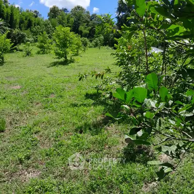 Lush green garden with vibrant foliage and clear blue sky, perfect for serene outdoor living.